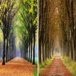 6" Double Sided Autumn Footpath Canvas Room Divider Green - Oriental Furniture -Furniture Series Store GUEST fe1f42d1 8496 456e bbf2 fe3c3ee72888